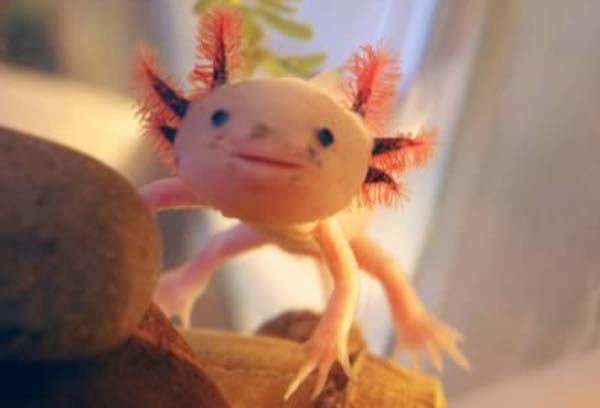 hewan unik dan aneh-axolotl.jpg width=100 hight=70